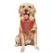 Black New York Mets Adonis Medina   Dog & Cat Pet Bandana